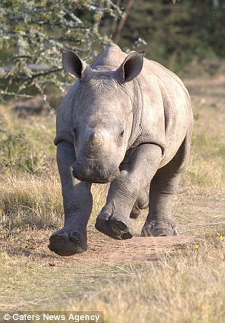 Con tê giác tỏ ra vô cùng hung dữ