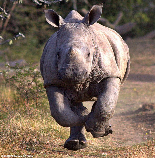 Pladger cho biết anh khá sợ hãi nhưng vẫn cố ghi những khoảnh khắc ấn tượng về chú tê giác