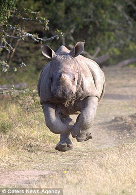 Rất may cho Pledger khi con tê giác bỗng nhiên thay đổi hướng