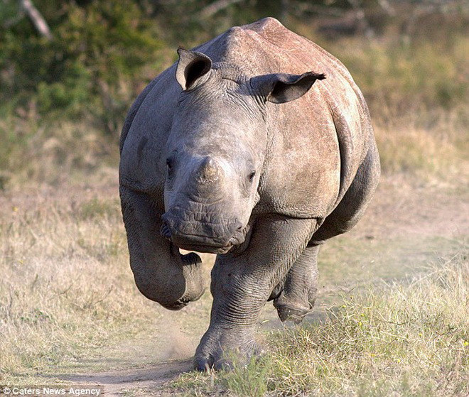 Con tê giác tỏ ra vô cùng hung dữ