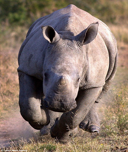 Khi đi qua một bụi rậm, Pledger bỗng thấy một con tê giác lao ra