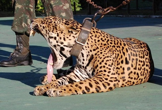 Sau khi tham gia sự kiện, các nhân viên an ninh đã đưa con báo về lồng sắt trên xe tải. Tuy nhiên, Juma đã bất ngờ trốn thoát. (Nguồn: Daily Mail)