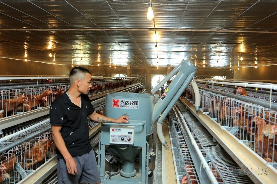 Mô hình nuôi gia cầm tại phường Trang Hạ, thành phố Từ Sơn được đầu tư máy cho ăn tự động và uống nước tự động nên giảm được chi phí nhân công mang lại hiệu quả kinh tế cao. (Ảnh: Đinh Văn Nhiều/TTXVN)