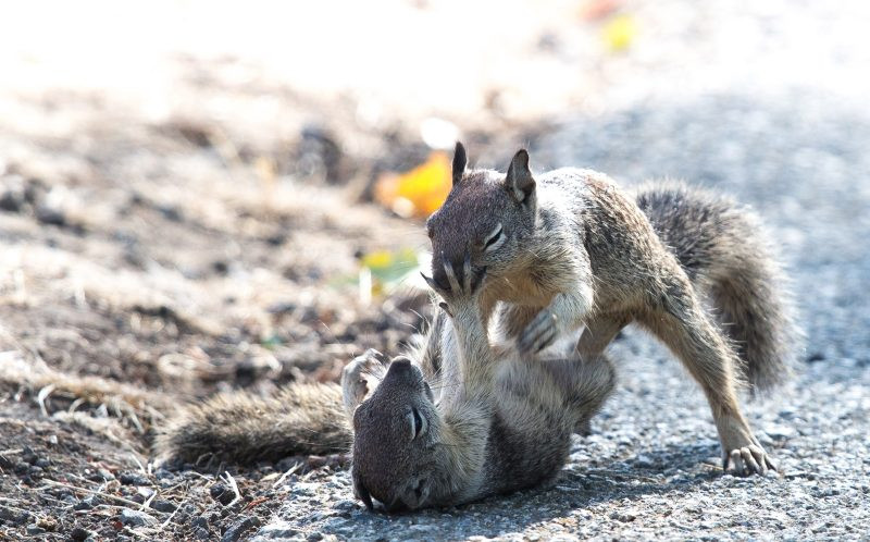 Hai con sóc vật lộn nhau. (Nguồn: Caters News Agency)