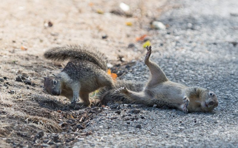 'Tôi đã phải mất khá nhiều thời gian chuẩn bị mới có thể ghi lại được khoảnh khắc trên' - Khizgilov cho biết. (Nguồn: Caters News Agency)