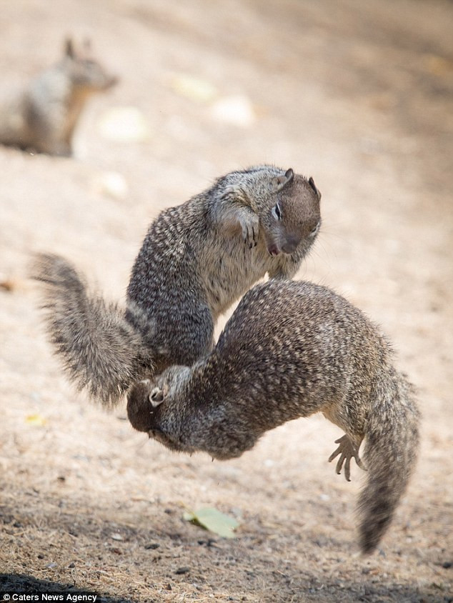 'Rất khó để có thể bắt gặp được cuộc chiến giữa hai chú sóc' - Khizgilov cho hay. (Nguồn: Caters News Agency)