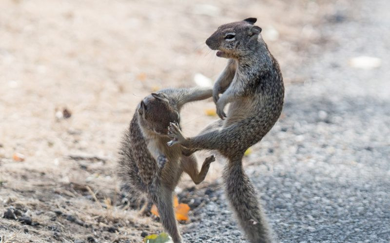 Hai con sóc bật cao lên rồi tung ra những cú đá về phía đối phương. (Nguồn: Caters News Agency)