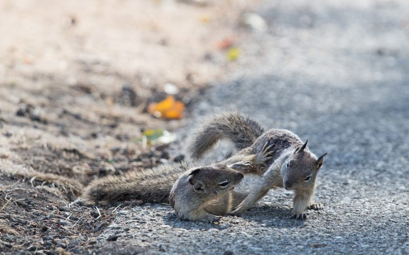 Hai con sóc được ví như những huyền thoại võ thuật như Lý Tiểu Long hay Lý Liên Kiệt. (Nguồn: Caters News Agency)