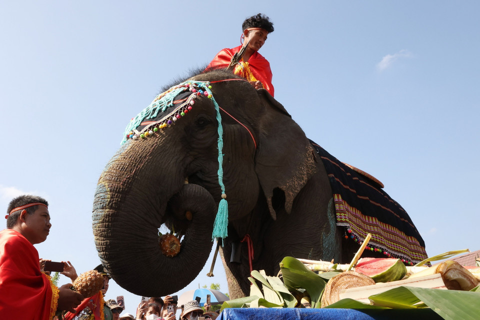 Voi dự tiệc buffet. (Ảnh: Tuấn Anh/TTXVN)