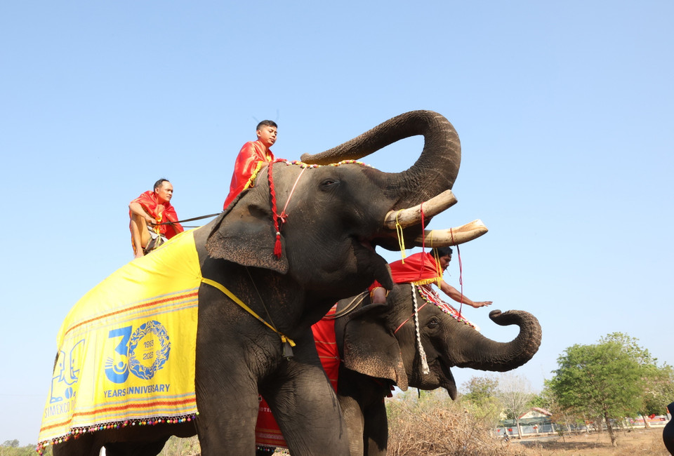 Những chú voi được trang điểm sặc sỡ để dự Hội. (Ảnh: Tuấn Anh – TTXVN)