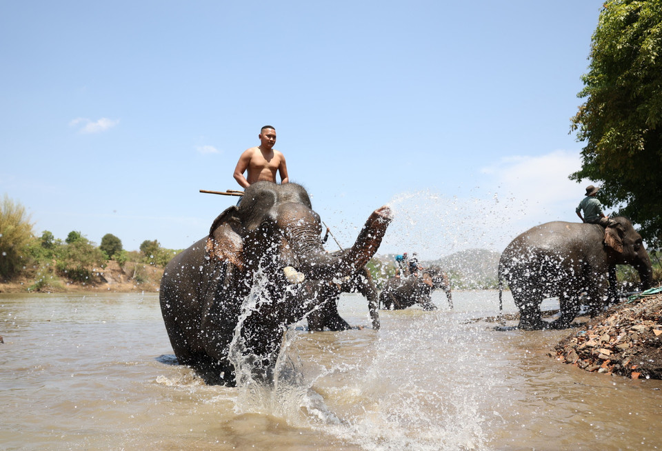 Tắm cho voi sau khi dự Hội. (Ảnh: Tuấn Anh/TTXVN)