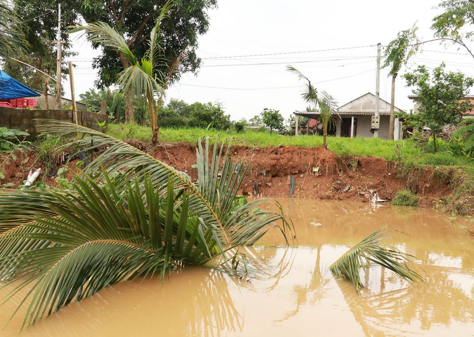 Sạt lở bờ sông Vĩnh Định đoạn qua xã Triệu Hòa, huyện Triệu Phong (Quảng Trị) khiến cây trồng bị đổ ngã xuống lòng sông. (Ảnh: Nguyên Lý/TTXVN)
