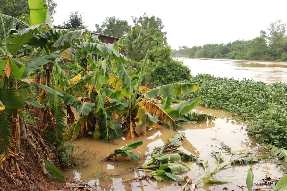 Sạt lở bờ sông Vĩnh Định đoạn qua xã Triệu Hòa, huyện Triệu Phong (Quảng Trị) khiến nhiều cây chuối bị đổ ngã ra lòng sông. (Ảnh: Nguyên Lý/TTXVN)
