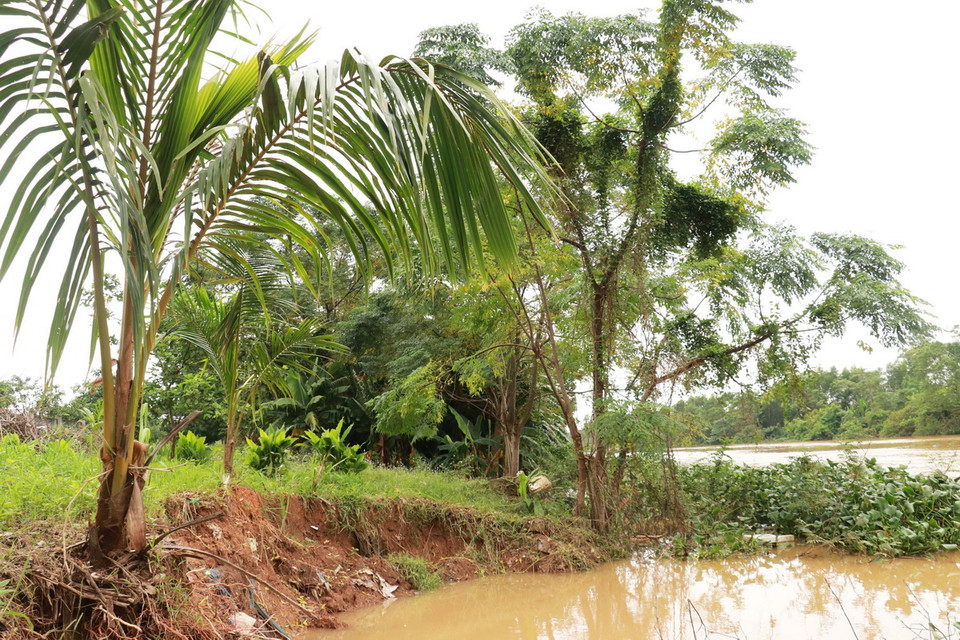 Sạt lở bờ sông Vĩnh Định đoạn qua xã Triệu Hòa, huyện Triệu Phong (Quảng Trị) ăn sâu vào trong gây mất đất sản xuất. (Ảnh: Nguyên Lý/TTXVN)