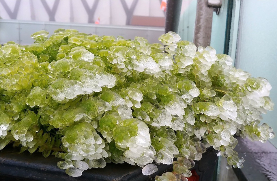 Băng giá bám một lớp khá dày trên các nhành cây hoa tạo nên những bông hoa băng. (Ảnh: Quốc Khánh/TTXVN)