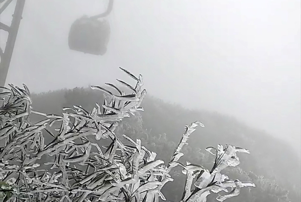 Băng giá phủ trắng các cành cây trên đường lên đỉnh Fansipan. (Ảnh: Quốc Khánh/TTXVN)