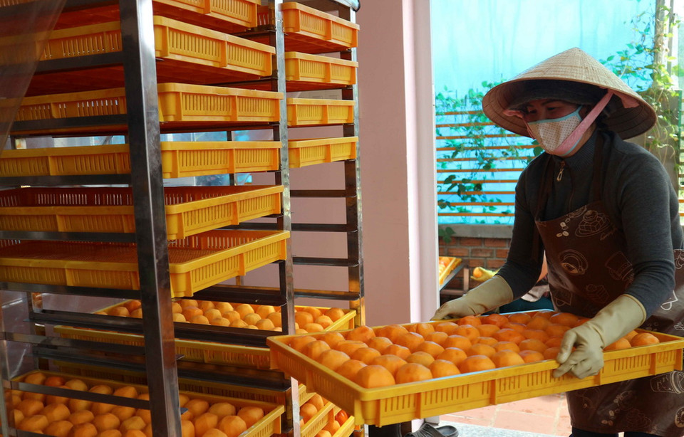 Những trái hồng tuyển chọn sau khi gọt vỏ được xếp cẩn thận vào khay nhựa trước khi đưa vào sấy. (Ảnh: Nguyễn Dũng/TTXVN)