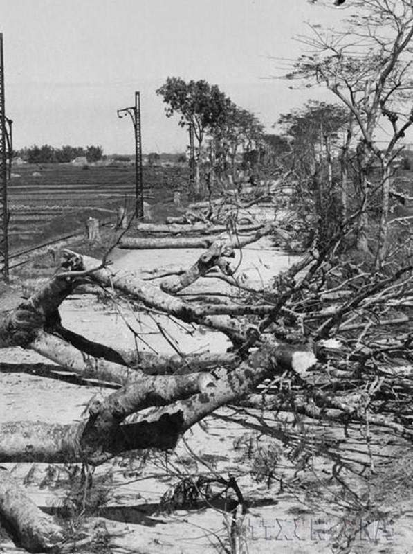 Người dân ngả cây trên đường Hà Nội-Hà Đông để ngăn bước tiến của giặc. (Ảnh: Tư liệu TTXVN)