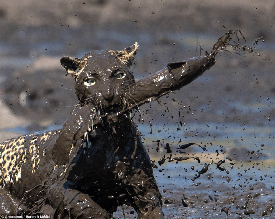 Mặt con báo đốm dính đầy bùn sau màn săn mồi ấn tượng. (Nguồn: Barcroft Media)