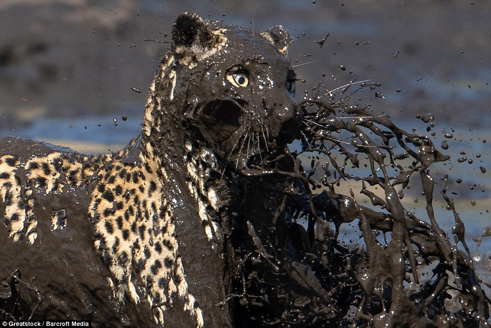 Sau một hồi vật lộn dưới đống bùn, con báo đã bắt được chú cá trê. (Nguồn: Barcroft Media)