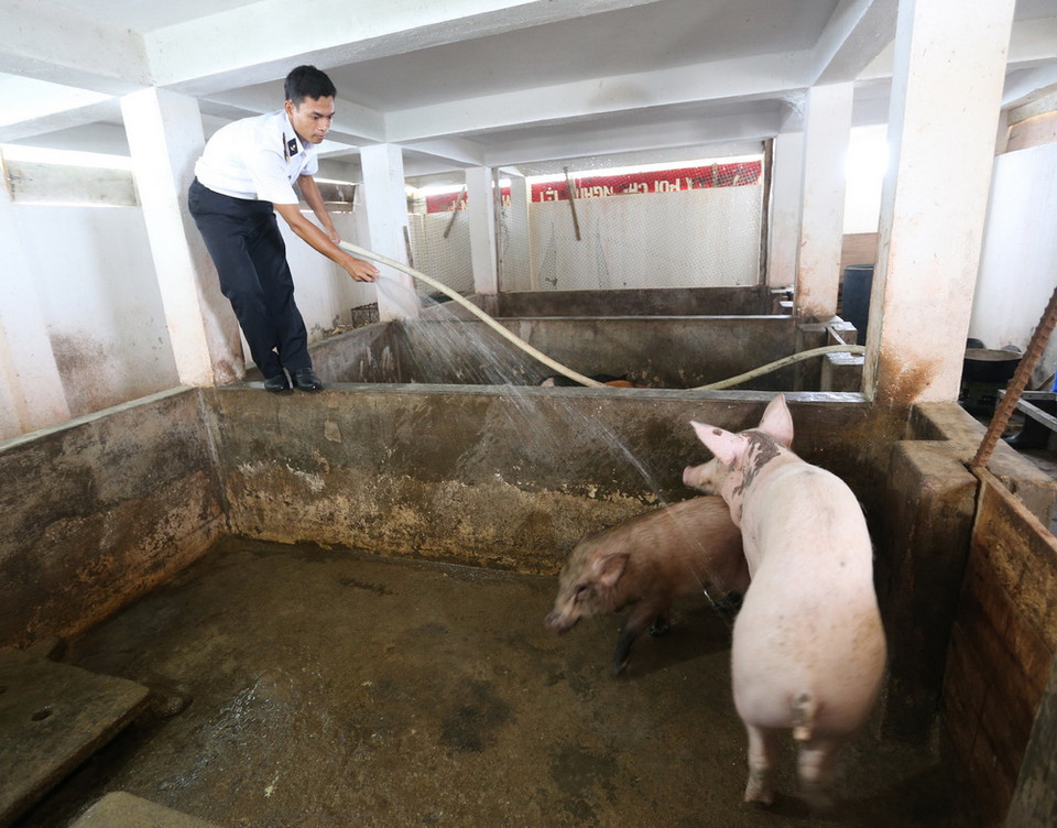  Chiến sĩ đảo Đá Tây A chăn nuôi lợn để cải thiện bữa ăn. (Ảnh: Danh Lam/TTXVN)