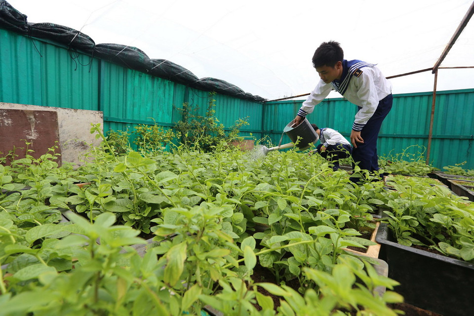 Để có được vườn rau xanh như thế này trên đảo Đá Tây A, các chiến sĩ phải mất rất nhiều công sức, do điều kiện khắc nghiệt nơi đảo chìm. (Ảnh: Danh Lam/TTXVN)