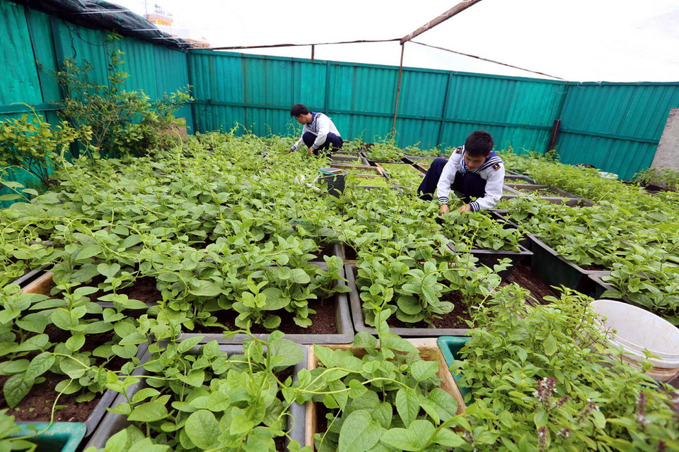 Để có được vườn rau xanh như thế này trên đảo Đá Tây A, các chiến sĩ phải mất rất nhiều công sức, do điều kiện khắc nghiệt nơi đảo chìm. (Ảnh: Danh Lam/TTXVN)