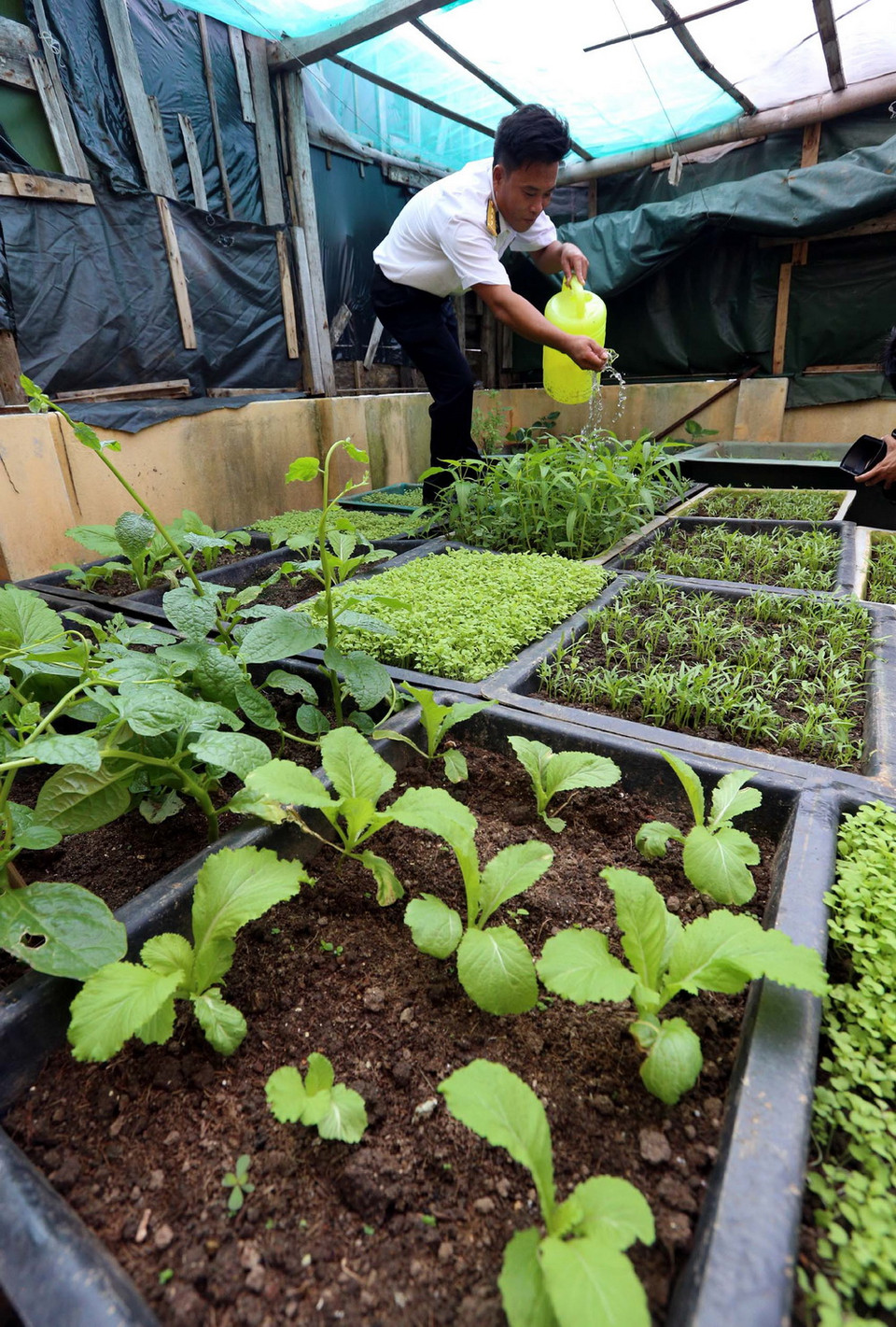 Để có được vườn rau xanh như thế này trên đảo Đá Tây A, các chiến sĩ phải mất rất nhiều công sức, do điều kiện khắc nghiệt nơi đảo chìm. (Ảnh: Danh Lam/TTXVN)