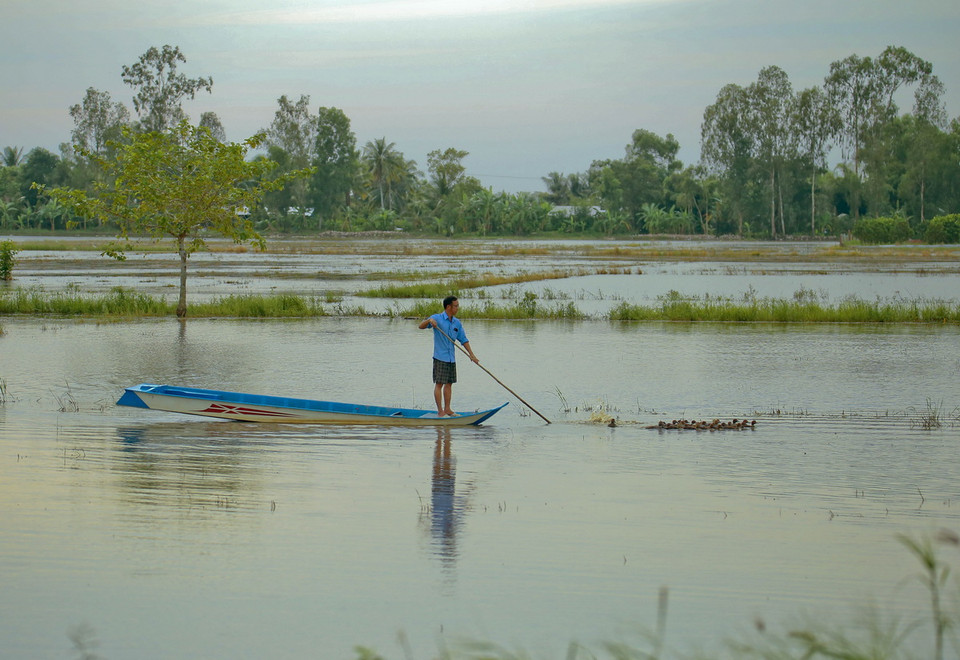 Chăn thả vịt trên cánh đồng mùa ngập lũ ở Hậu Giang. (Ảnh: Duy Khương/TTXVN)