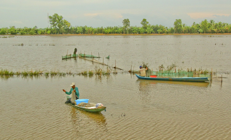 Đánh bắt thủy sản tự nhiên trên cánh đồng mùa ngập lũ ở Hậu Giang. (Ảnh: Duy Khương/TTXVN)