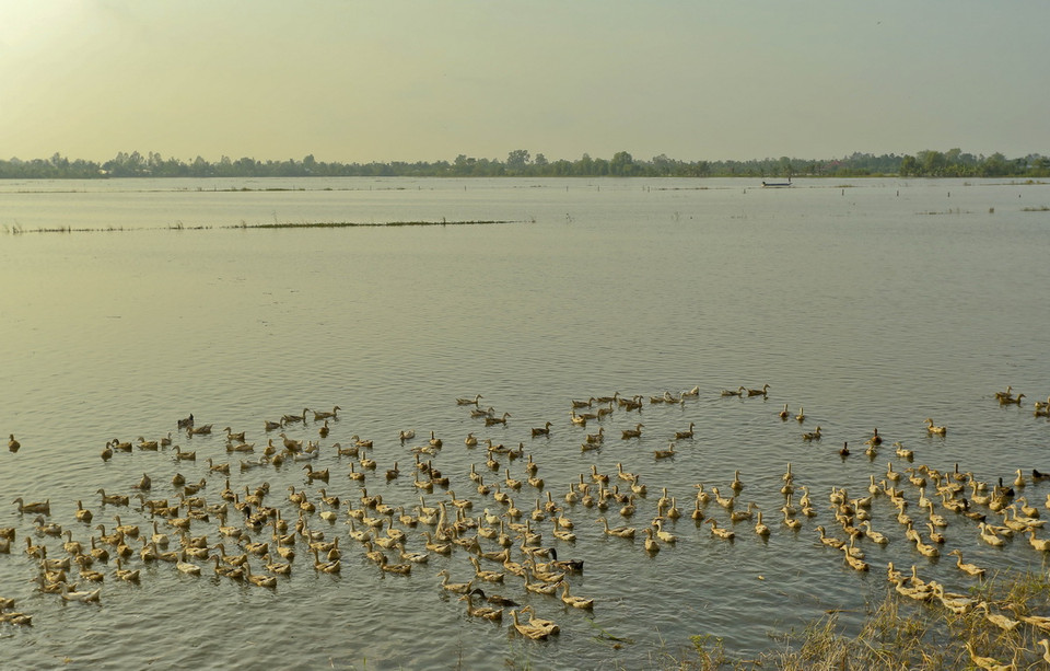 Thả vịt trên cánh đồng mùa ngập lũ ở Hậu Giang. (Ảnh: Duy Khương/TTXVN)