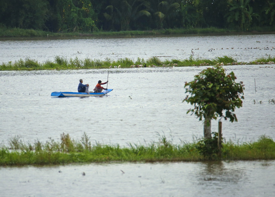 Cánh đồng mùa ngập lũ ở Hậu Giang thường diễn ra muộn hơn các địa phương khác do tỉnh nằm cuối nguồn sông Hậu. (Ảnh: Duy Khương /TTXVN)