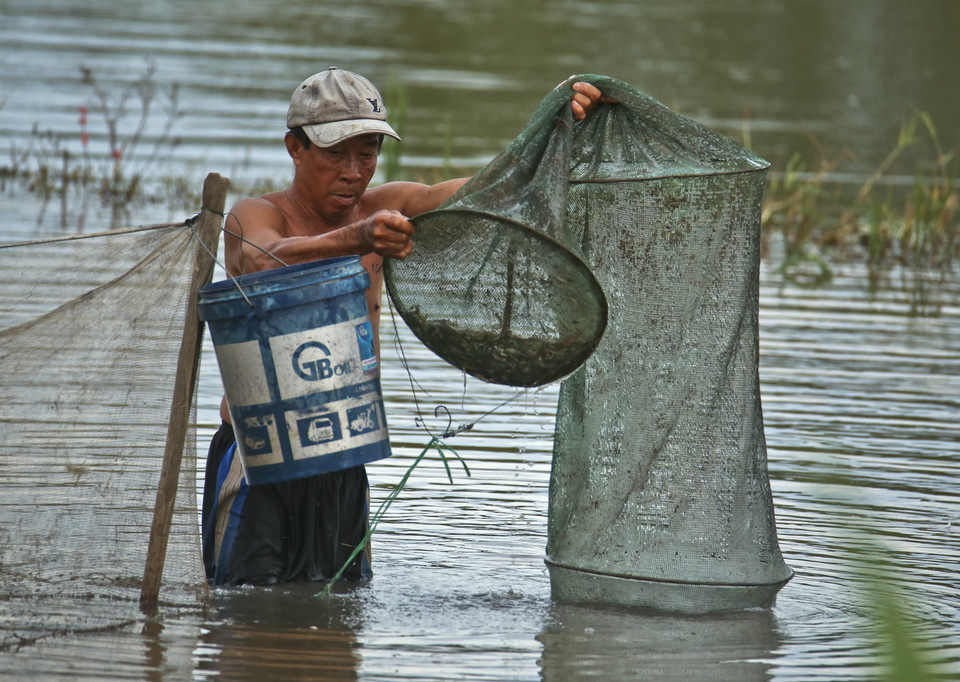 Thu dớn bắt cá tự nhiên trên cánh đồng ngập lũ ở Hậu Giang. (Ảnh: Duy Khương/ TTXVN)