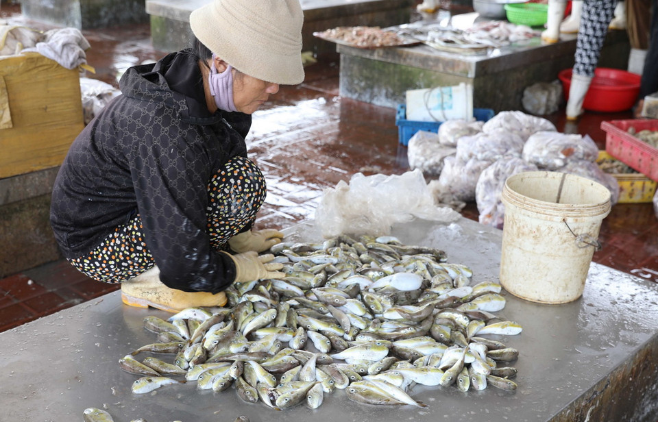 Tiểu thương bày bán cá nóc với số lượng nhiều trên các sạp tại Cảng cá Lạch Vạn (xã Diễn Ngọc, huyện Diễn Châu, Nghệ An). (Ảnh: Xuân Tiến/ TTXVN)