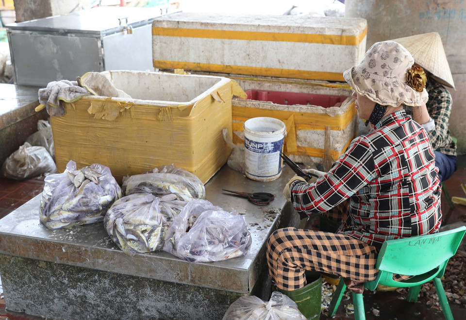 Người dân xã Diễn Ngọc sơ chế cá nóc để bán cho tiểu thương tại Cảng cá Lạch Vạn (huyện Diễn Châu, Nghệ An). (Ảnh: Xuân Tiến/TTXVN)