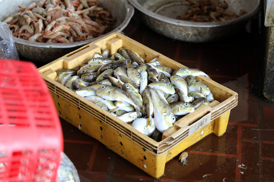 Những khay cá nóc được bày bán cho tiểu thương tại Cảng cá Lạch Vạn (huyện Diễn Châu, tỉnh Nghệ An). (Ảnh: Xuân Tiến/TTXVN)