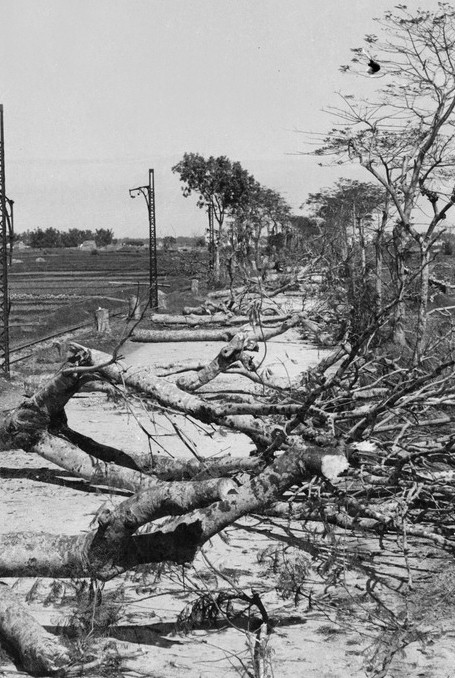 Người dân chặt ngả cây trên đường Hà Nội - Hà Đông để ngăn bước tiến của giặc. (Ảnh: TTXVN)