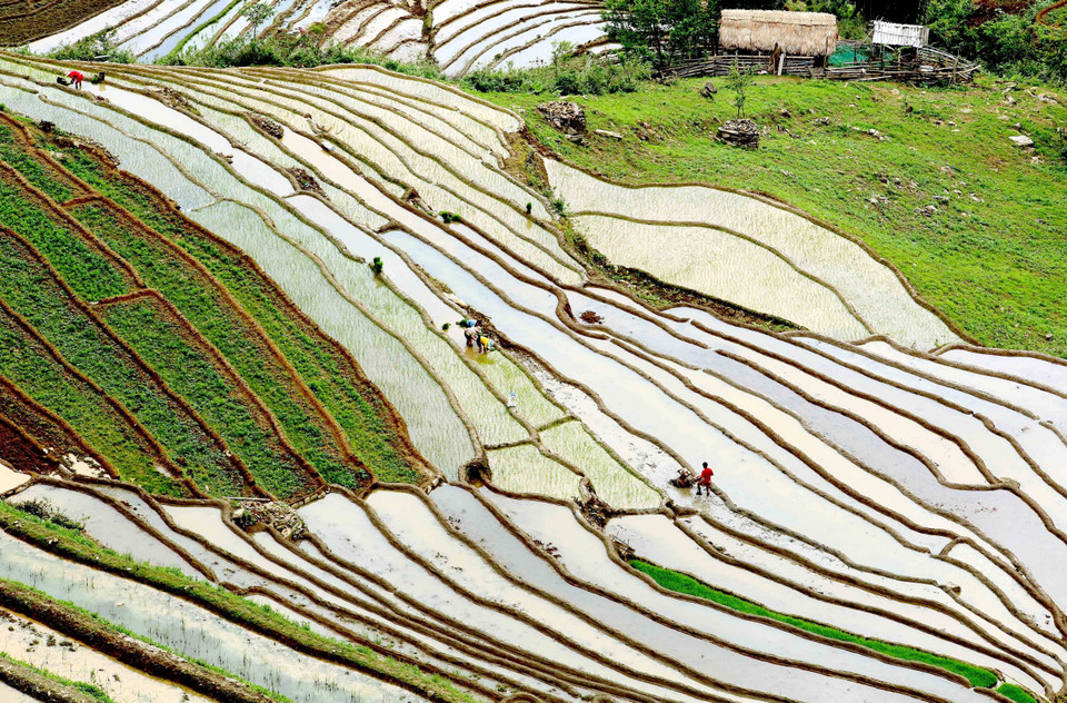...khiến khung cảnh trở nên thơ mộng. (Ảnh: Quang Quyết/TTXVN)
