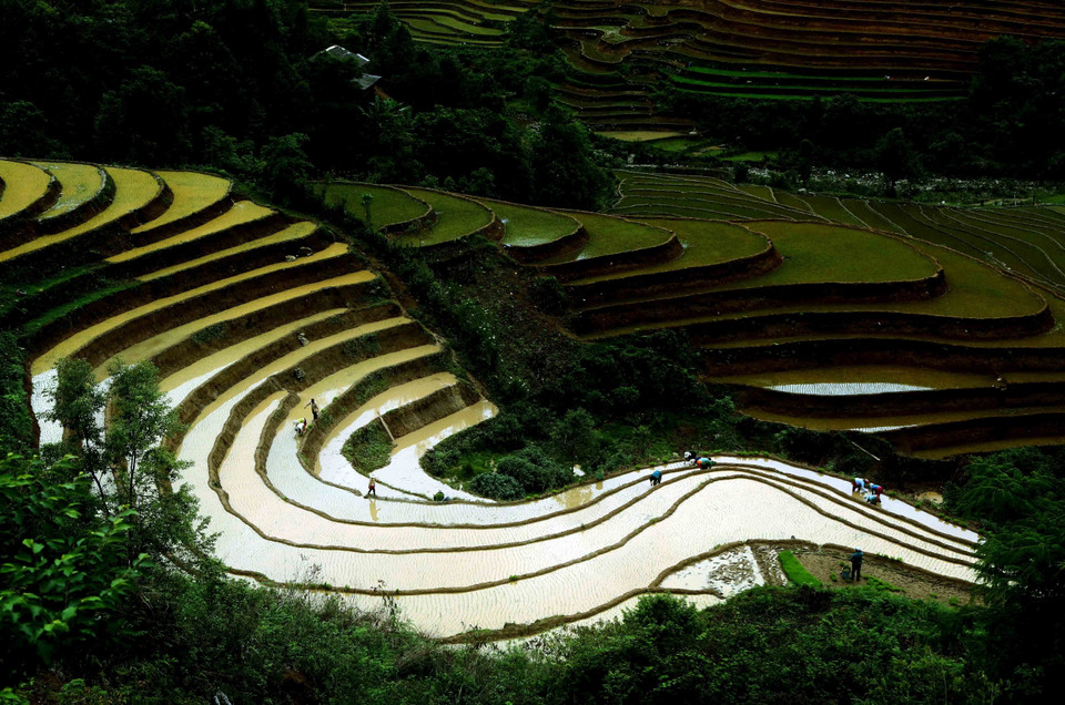 Ruộng bậc thang tại xã Xím Vàng, huyện Bắc Yên. (Ảnh: Quang Quyết/TTXVN)