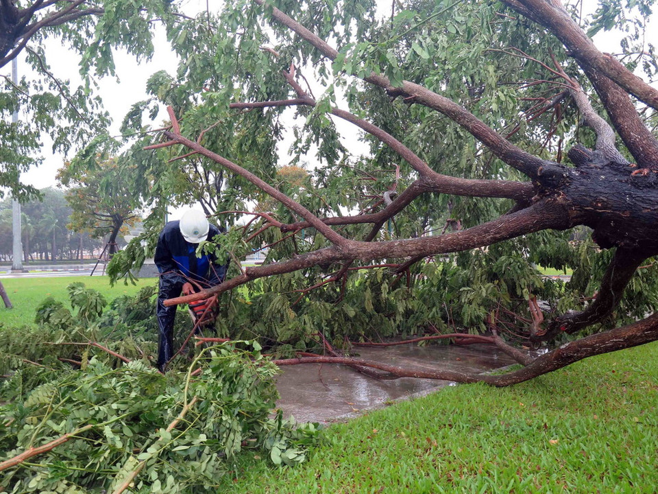 Cây xanh bị đổ ngã tại Quảng trường thành phố Tam Kỳ, Quảng Nam. (Ảnh : Đỗ Văn Trưởng/TTXVN)