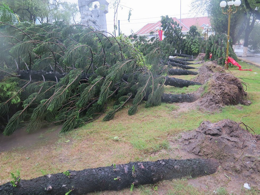 Cả một hàng cây to ở công viên Võ Văn Ký, thành phố Nha Trang bị ngã đổ. (Ảnh: Tiên Minh/TTXVN)