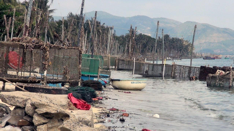  Vùng nuôi tôm hùm ở Vịnh Xuân Đài (thị xã Sông Cầu, tỉnh Phú Yên) từng xảy ra tình trạng tôm hùm chết hàng loạt, thậm chí có ngày lượng tôm hùm chết lên đến 2 tấn, bởi tình trạng vùng nuôi bị ô nhiễm cùng diễn biến bất lợi của thời tiết. (Ảnh: Xuân Triệu/TTXVN)
