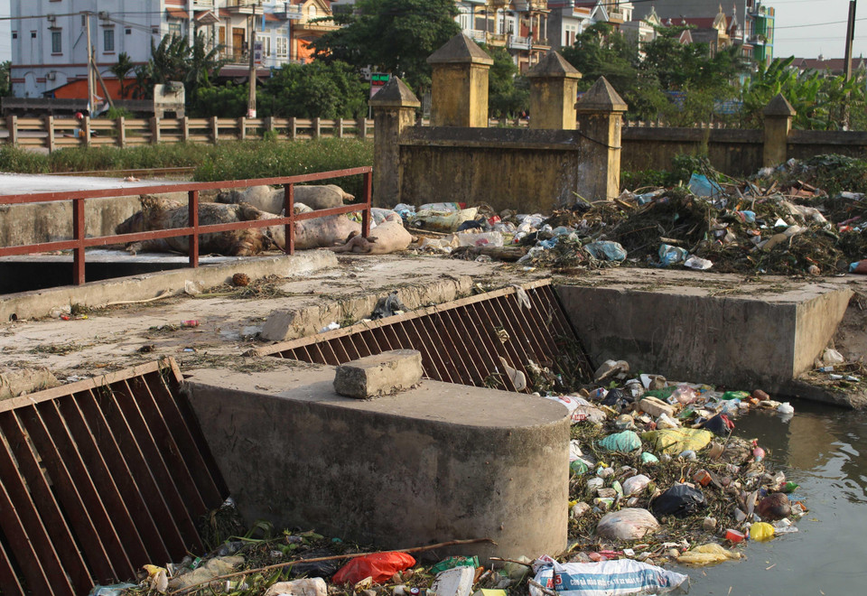 Xác lợn mắc bệnh dịch tả lợn châu Phi vứt bừa bãi tại khu vực cửa cống Hòa Vang, xã Tân Dĩnh, huyện Lạng Giang, tỉnh Bắc Giang nhiều ngày, gây ô nhiễm môi trường (24/5/2019). (Ảnh: Tùng Lâm/TTXVN)