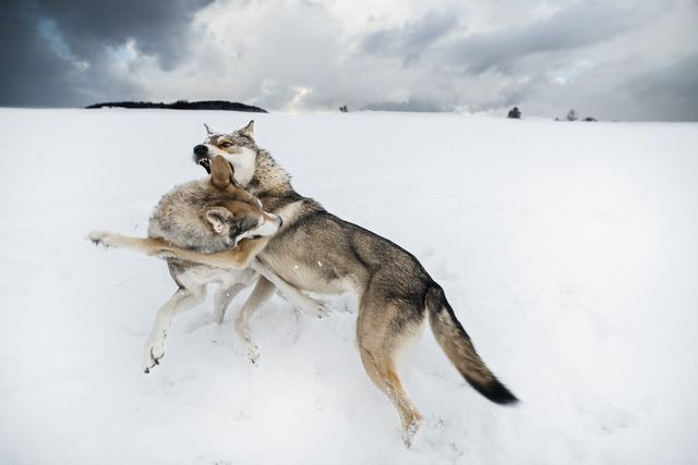 Niềm vui của hai chú chó Sarloos sau khi được thả. (Nguồn: NatGeo)