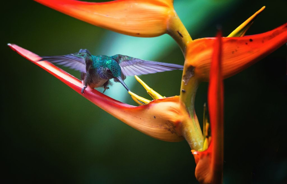 Bữa ăn nhanh buổi sáng của chim ruồi. (Nguồn: NatGeo)