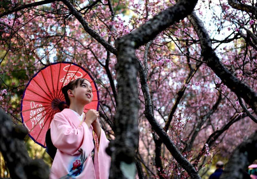 Lễ hội hoa anh đào Sydney 2019 thu hút hàng trăm nghìn khách thăm quan du lịch đến thưởng thức. (Ảnh: Nguyễn Minh/Vietnam+)