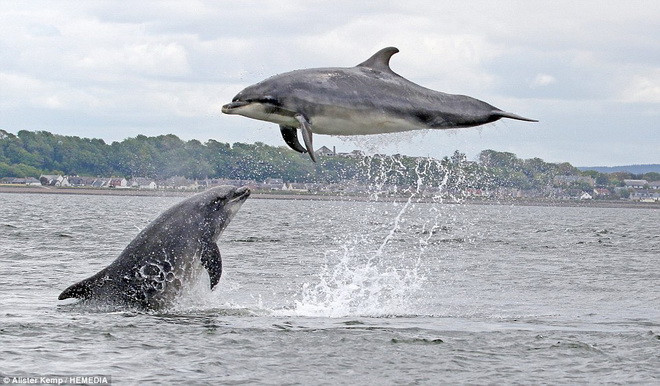 'Để chụp được những khoảnh khắc như thế tôi phải sử dụng một máy ảnh thật tốt' - Kemp chia sẻ. (Nguồn: Daily Mail) 