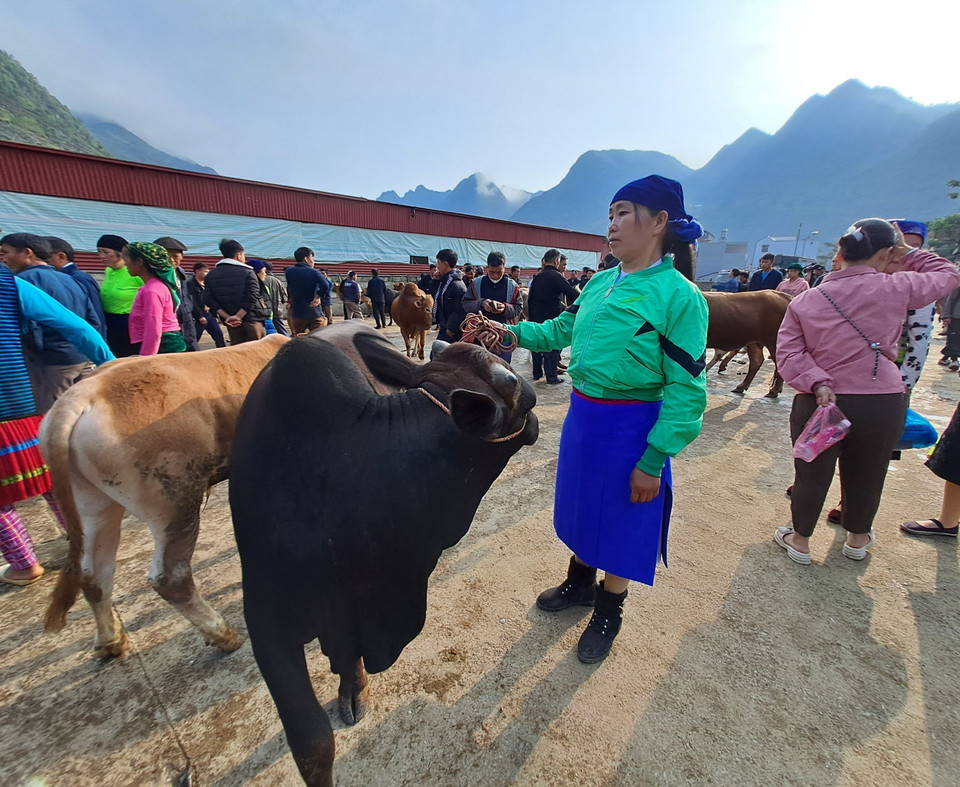 Chợ bò Mèo Vạc là phiên chợ buôn bán bò lớn nhất của tỉnh Hà Giang. (Ảnh: Đức Thọ /TTXVN)