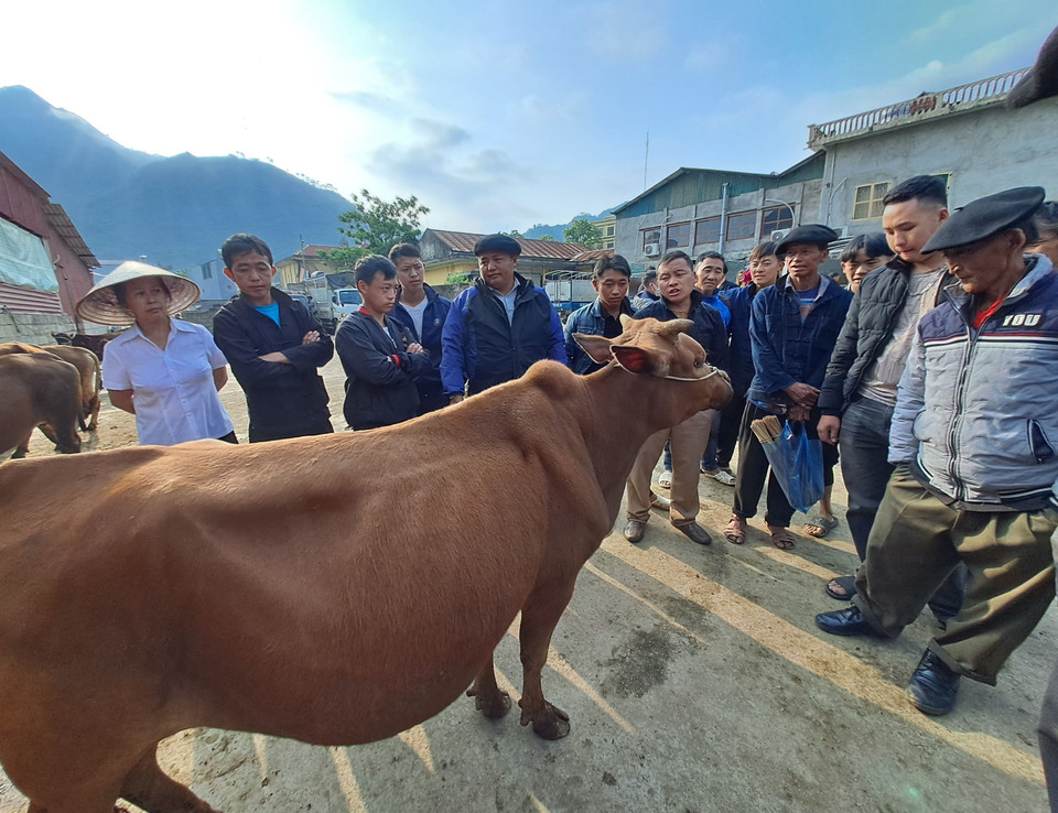 Trong phiên chợ bò Mèo Vạc không có cảnh chèo kéo mua và bán. (Ảnh: Đức Thọ/ TTXVN)