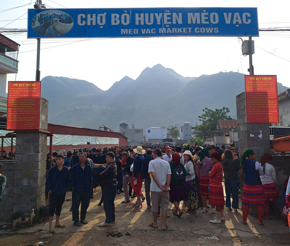Chợ bò nằm ở trung tâm thị trấn Mèo Vạc, tại khu sân vận động của huyện. (Ảnh: Đức Thọ/TTXVN)